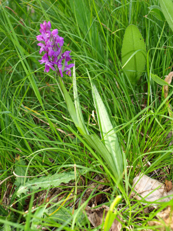 Dactylorhiza traunsteineri / Orchide di Traunsteiner